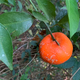 Unknown Fruit